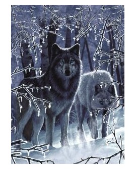 Wolf and snow